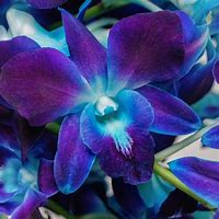 Dendrobium Orchids_Blue