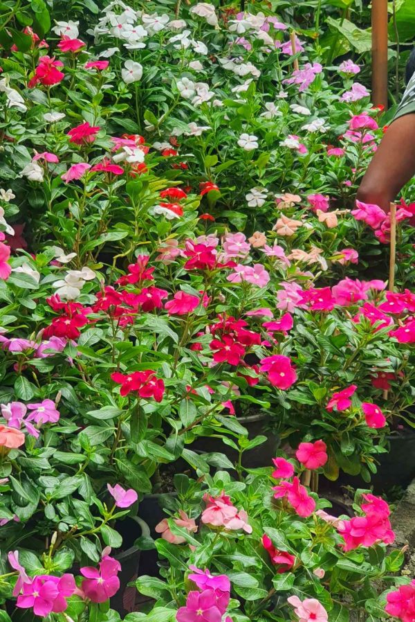 Vinca Red