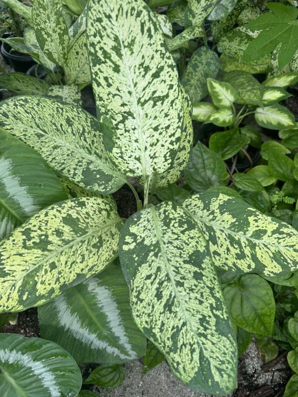 Philodendron