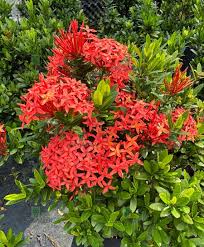 Ixora