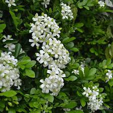 Jasmine